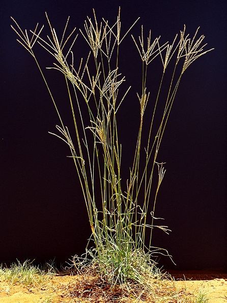 digitaria-eriantha-plantzafrica